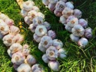 Buy fresh Garlic from Thailand contact Whats App Line: