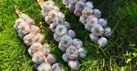 Buy fresh Garlic from Thailand contact Whats App Line: for more details about our products