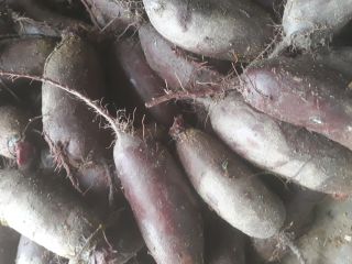 I will sell red beet, oblong alto varieties. Commercial
