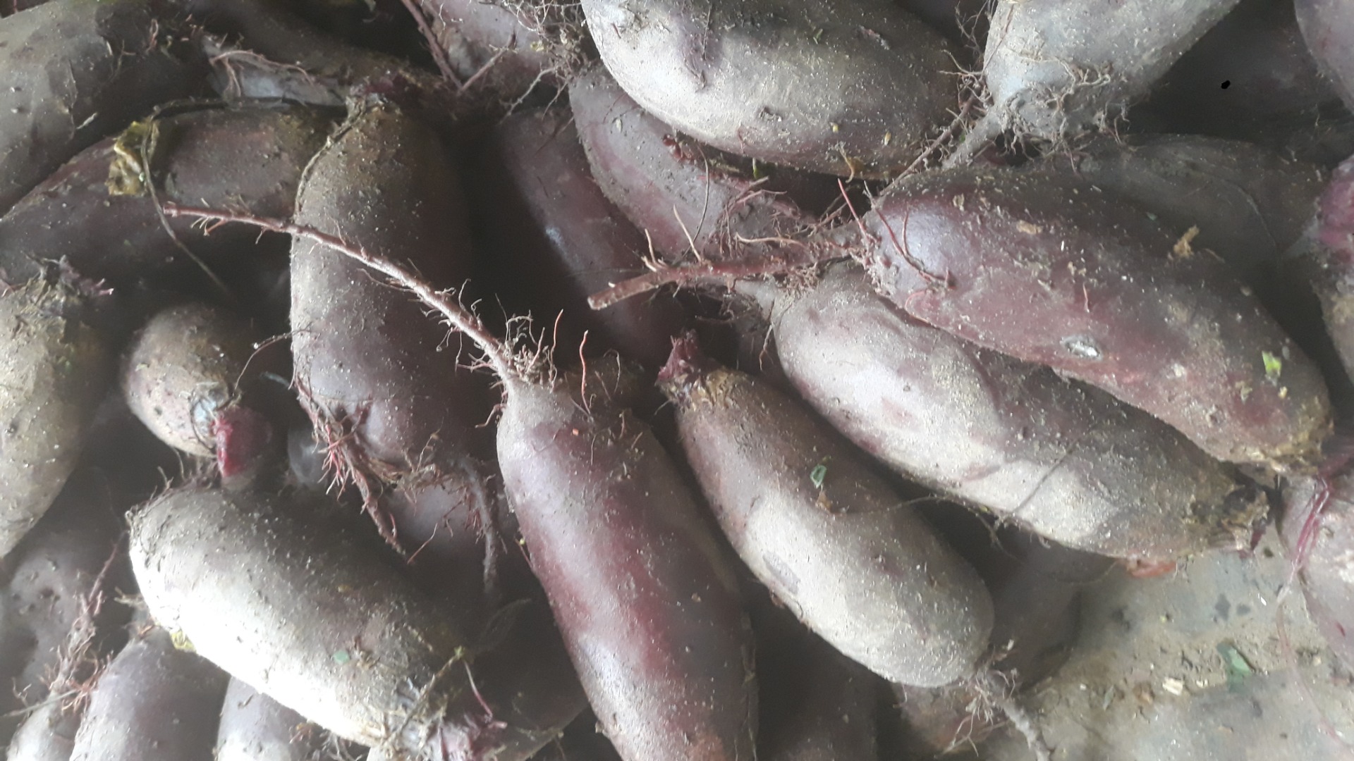 I will sell red beet, oblong alto varieties