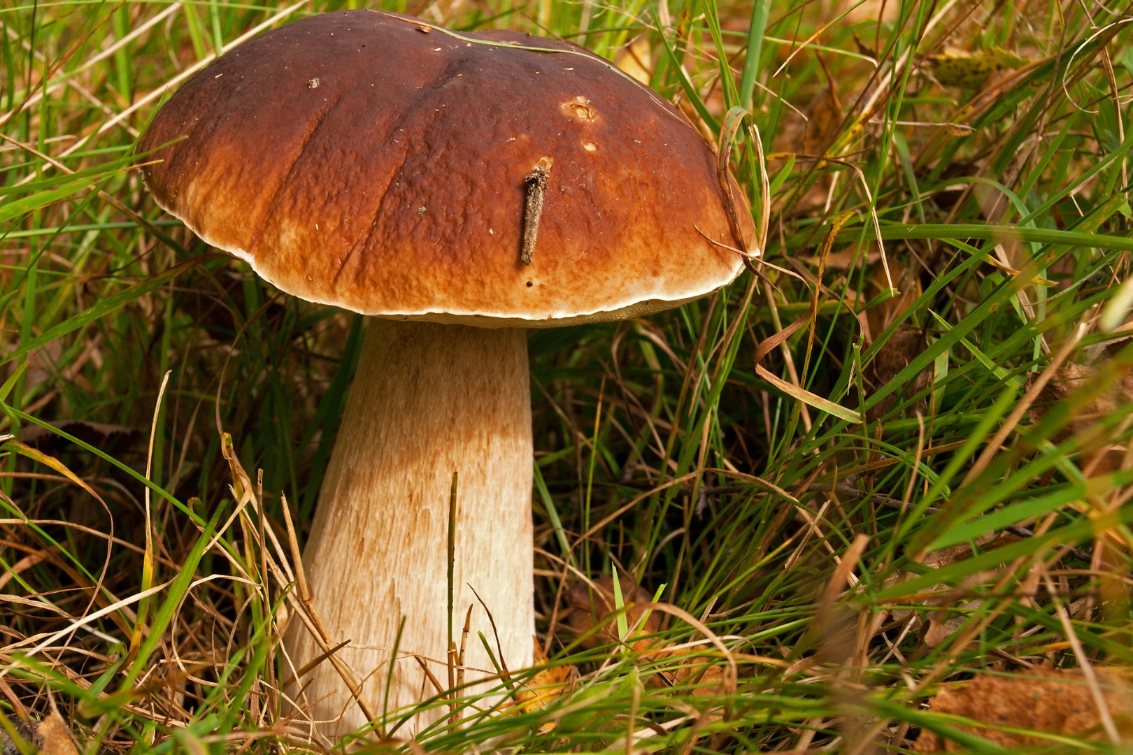 He buys Boletus White 20 PLN