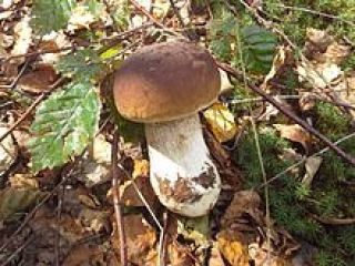 I have for sale: White boletus 28 PLN kg