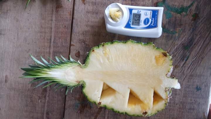 We have available pineapple from Ivory Coast in west Africa