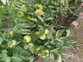 I buy precooked tomatoes, tasty and healthy, their own