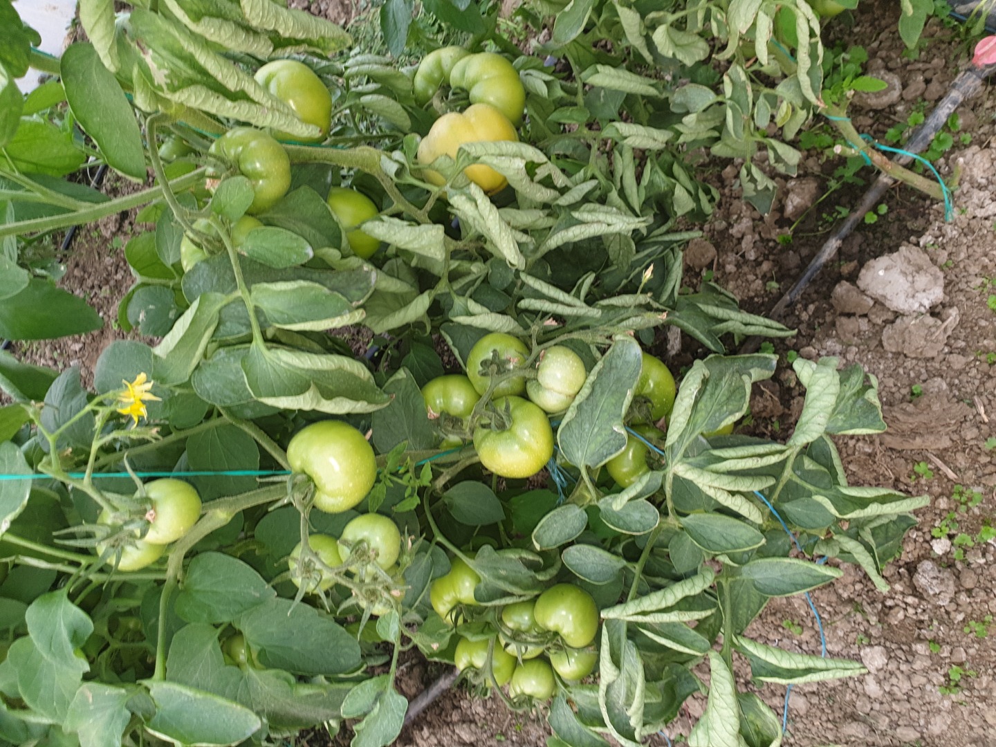 I buy precooked tomatoes, tasty and healthy, their own culture in Giurgiu County