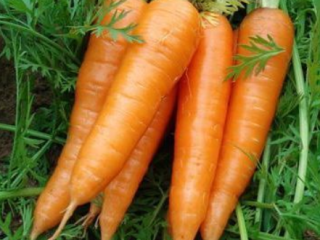 Xiamen China Fresh Red Carrot Product Details Type:Carrot Product
