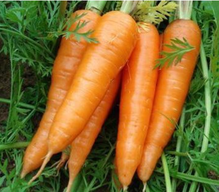 Xiamen China Fresh Red Carrot Product Details Type:Carrot Product Type:Umbelliferous Vegetabless Style:Fresh Variety:316 Cultivation Type:Common
