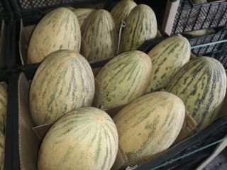 Hello, I have for sale Torpedo Melon. Goods on