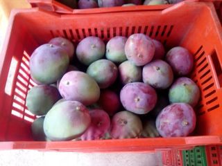 Witaj, Mamy doskonałą jakość dostępnego mango. Skontaktuj się z