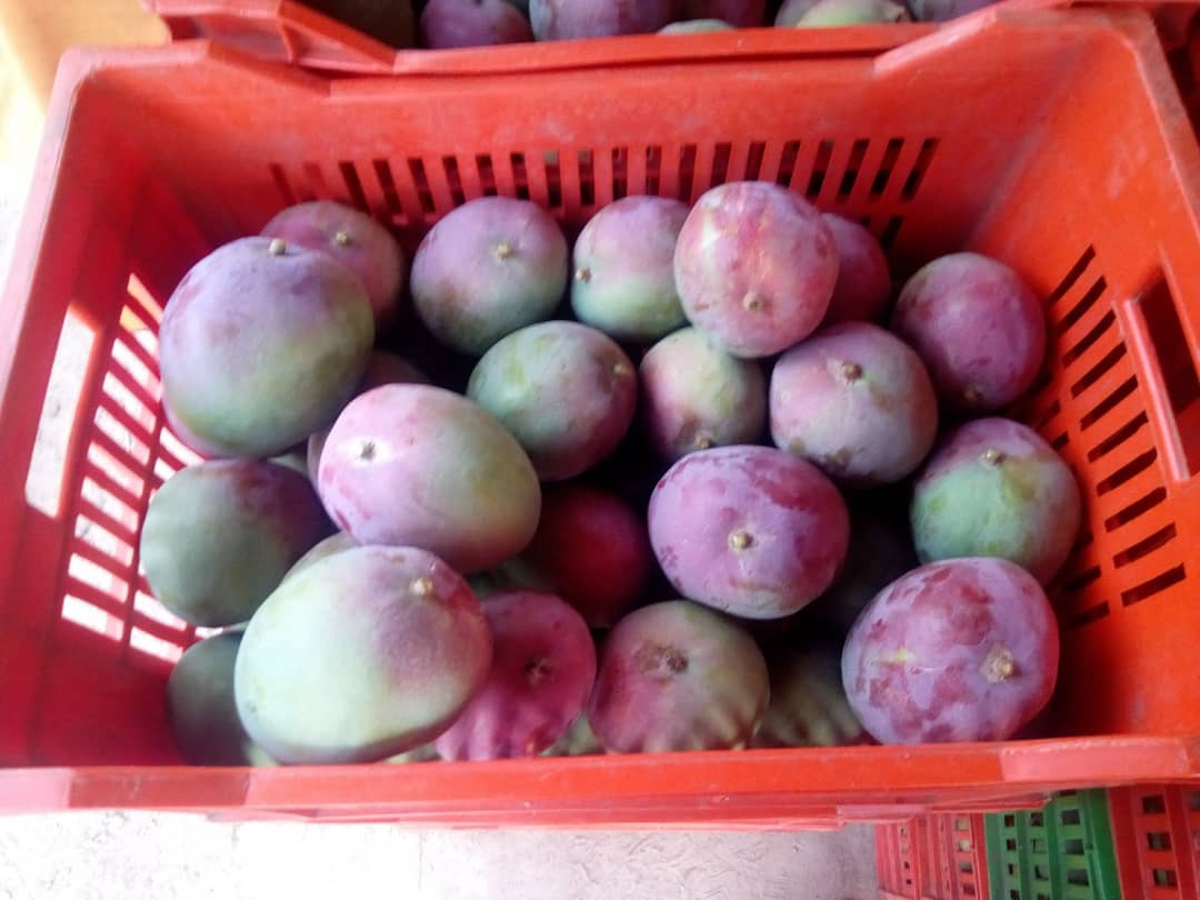Witaj, Mamy doskonałą jakość dostępnego mango