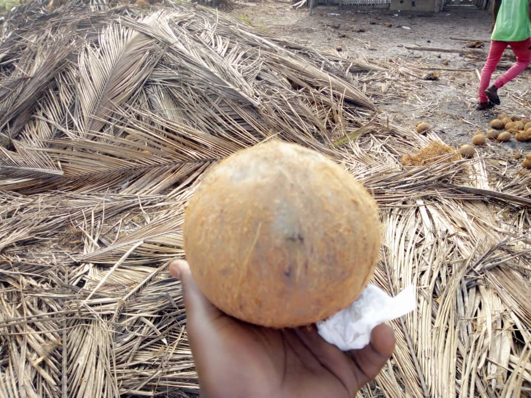 Hello, We're to take your requirements for our good quality coco nuts