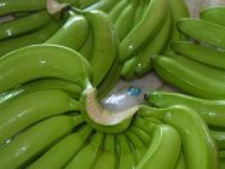 Cavendish bananas available at cheap prices contact Whats App