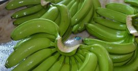 Cavendish bananas available at cheap prices contact Whats App Line: for more information