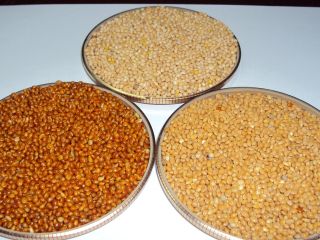 Offer Millet fresh crop with any purity needed. Price.