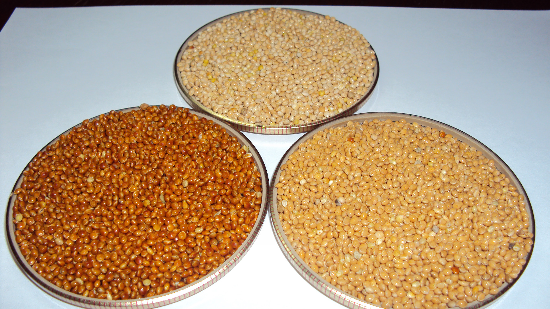 Offer Millet fresh crop with any purity needed
