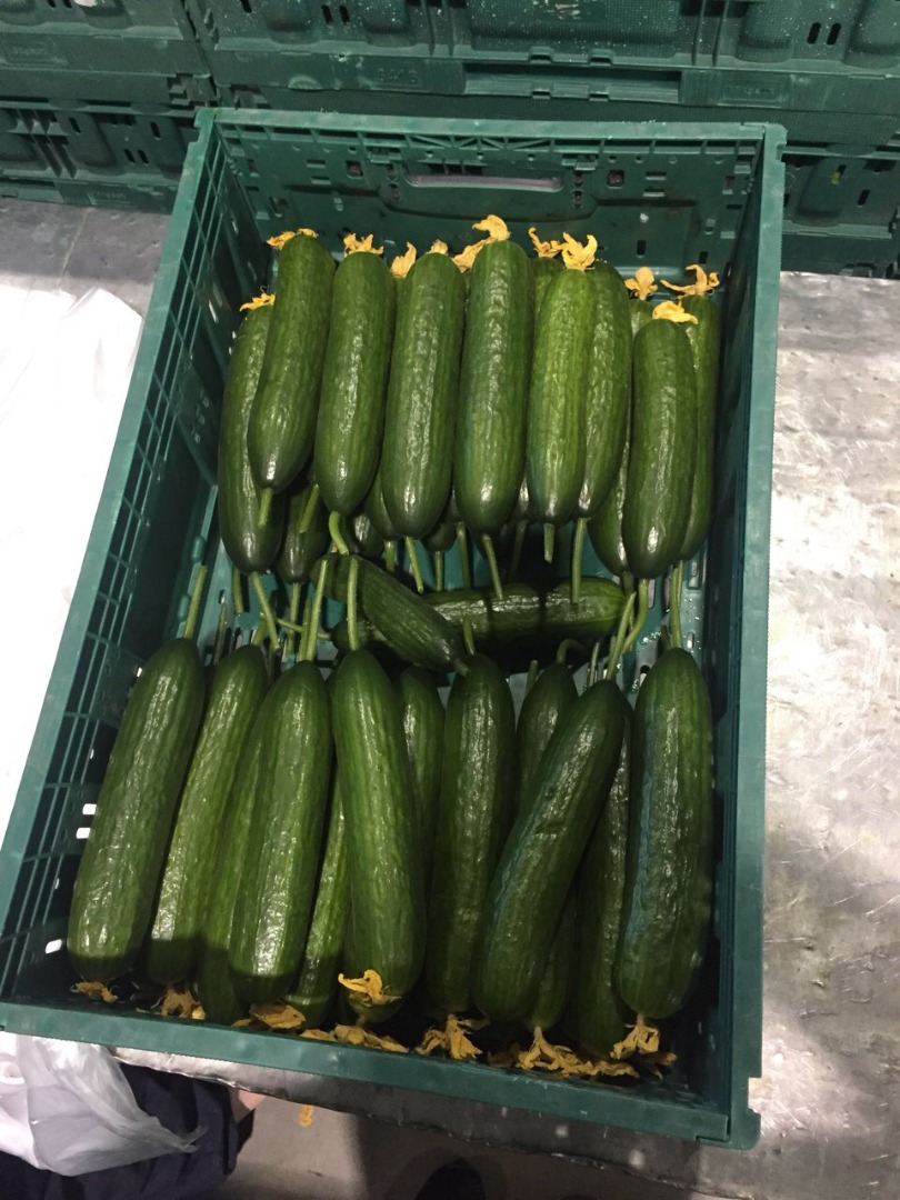 We are representatives of the Ukrainian combine and we offer new greenhouse cucumber plantings in boxes of 6 kg