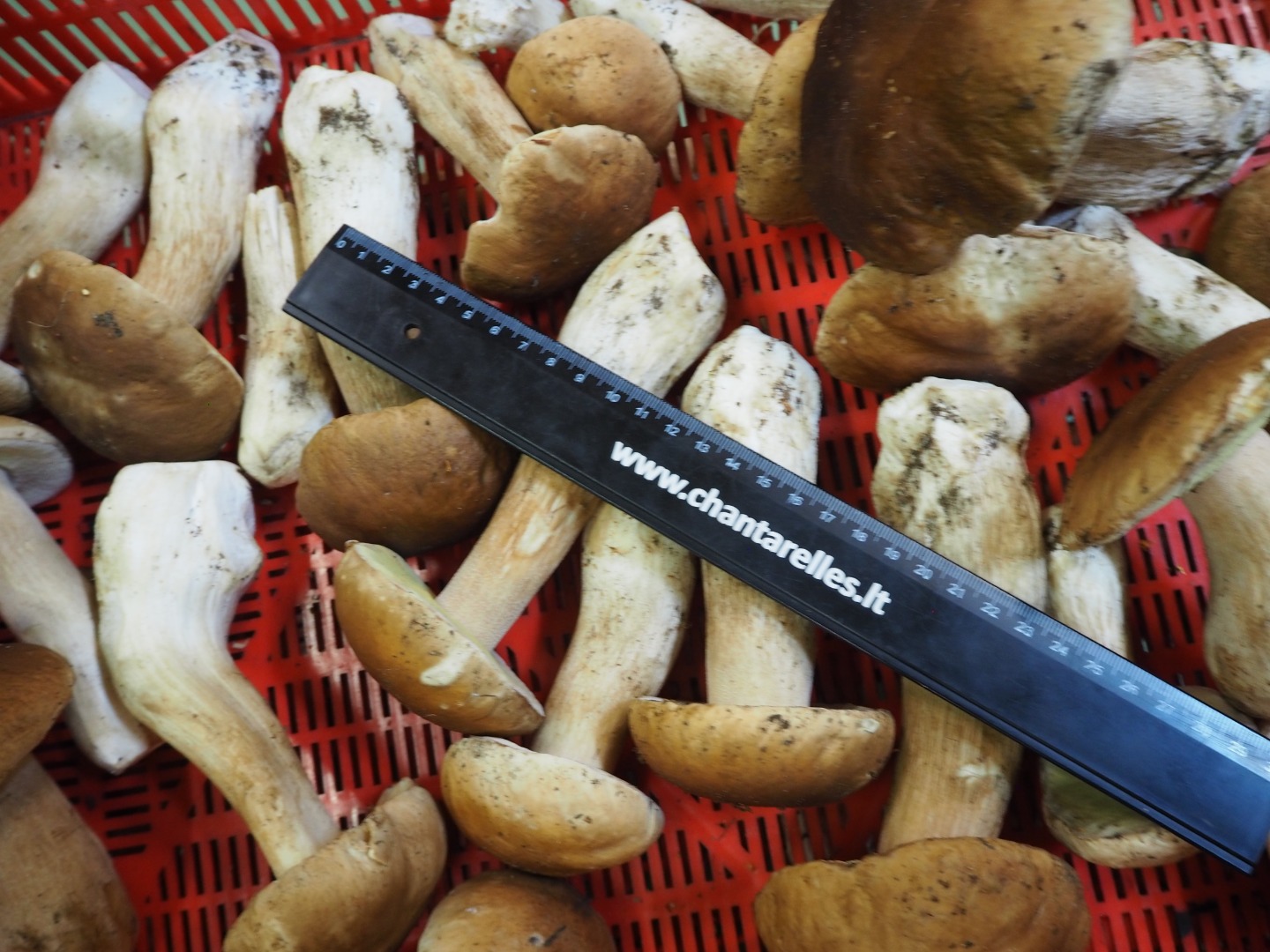 I am looking to buy fresh porcini mushrooms I II III