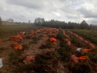I sell carrots of rasca.good and sweet