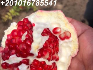 Fresh pomegranate - Origin : Egypt. - Variety :