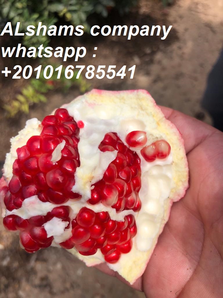 Fresh pomegranate - Origin : Egypt