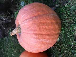 I will sell bambino pumpkins, interested, please contact me