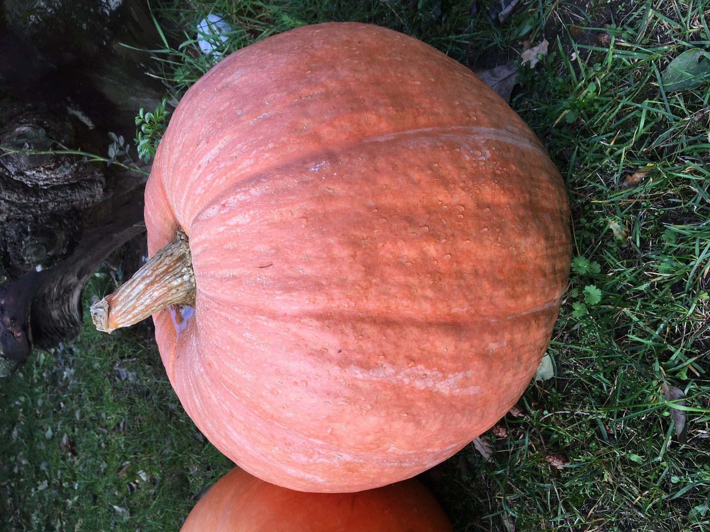 I will sell bambino pumpkins, interested, please contact me