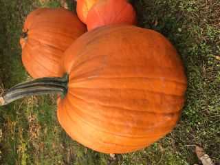 I will sell a Halloween pumpkin, please contact me