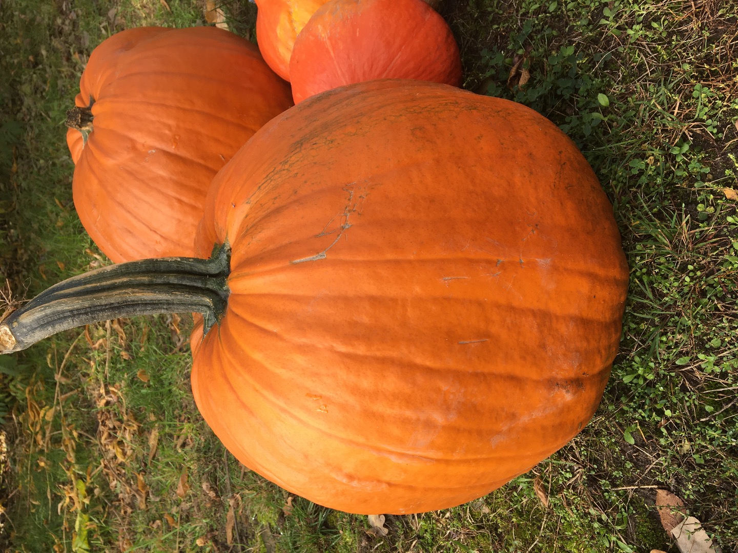 I will sell a Halloween pumpkin, please contact me if you are interested