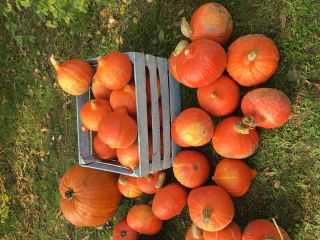 I will sell a Hokkaido pumpkin. Hokkaido pumpkin is