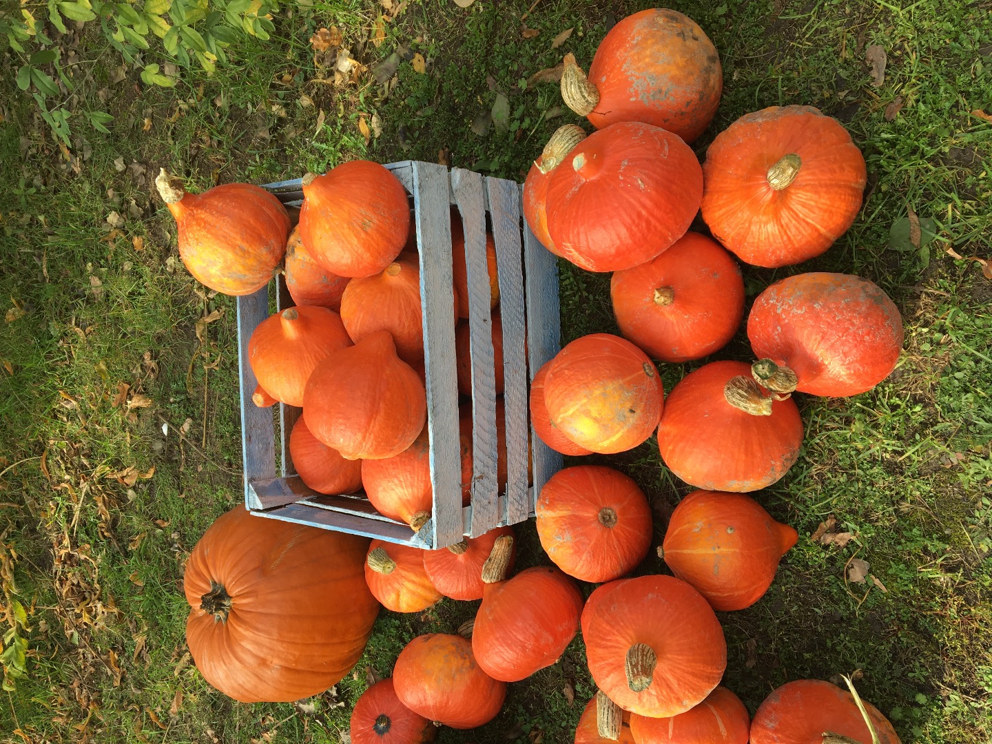 I will sell a Hokkaido pumpkin