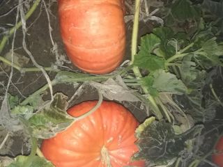 I will sell pumpkins in bulk quantities. Muscat, Hokkaido,