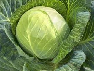 fresh round cabbage / Chinese cabbage Specification: 1-2 kg.