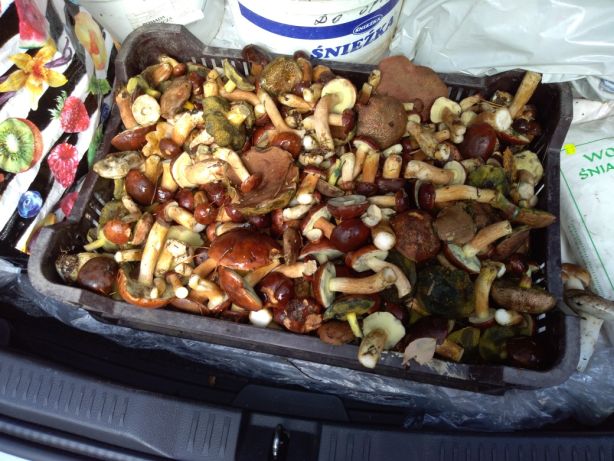 Fresh mixed mushrooms collected on request, mainly mushrooms