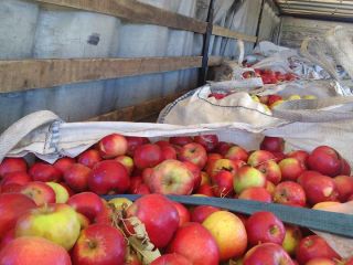 We offer apples from Macedonia. For industry and for