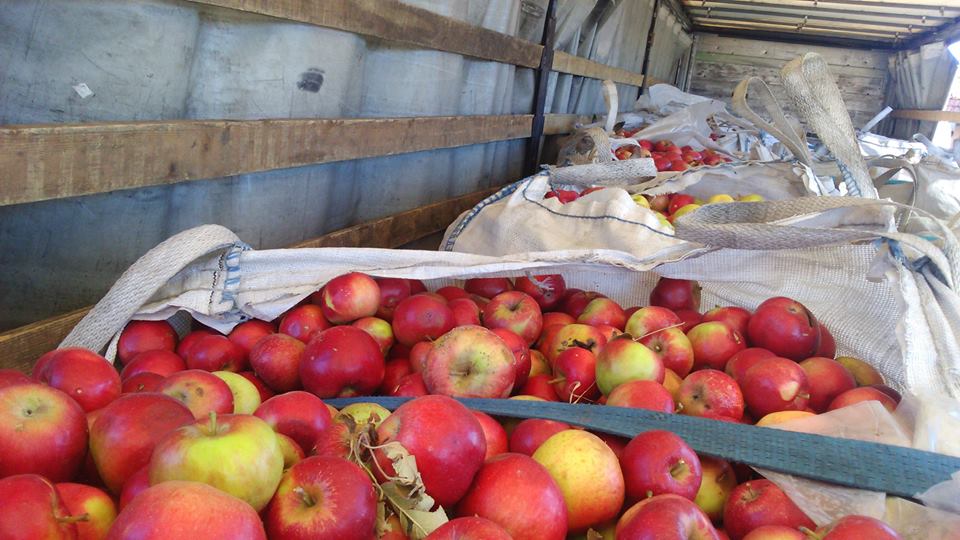We offer apples from Macedonia