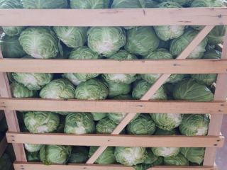 I offer white cabbage all over year. If you
