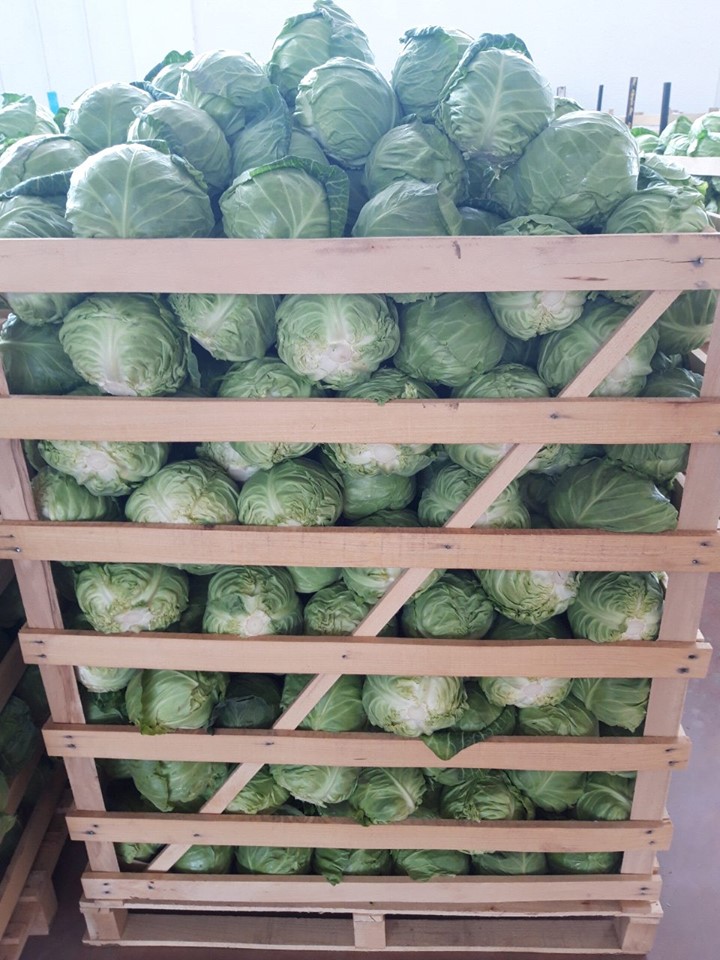 I offer white cabbage all over year