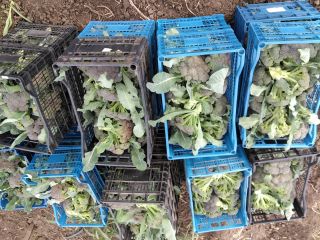 Garden broccoli produced at Moțăței