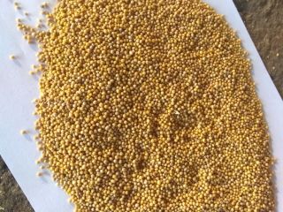 The company sells white mustard seeds of 500 tons.
