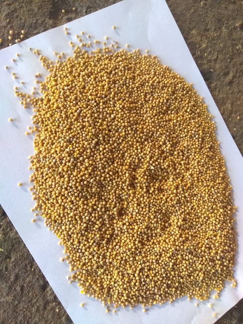 The company sells white mustard seeds of 500 tons