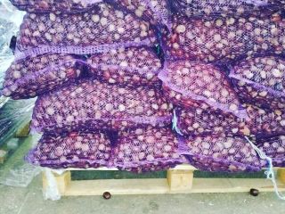 Horse chestnuts made in Ukraine with all the docs.