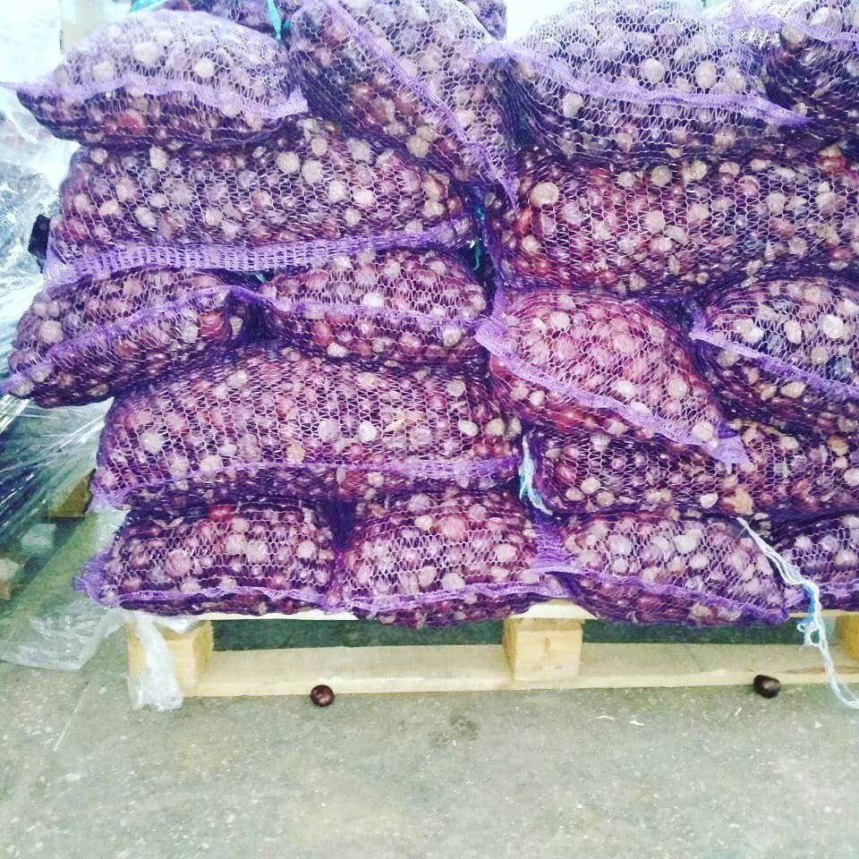 Horse chestnuts made in Ukraine with all the docs