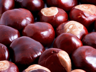 Horse chestnuts from Ukraine. We provide all the necessary