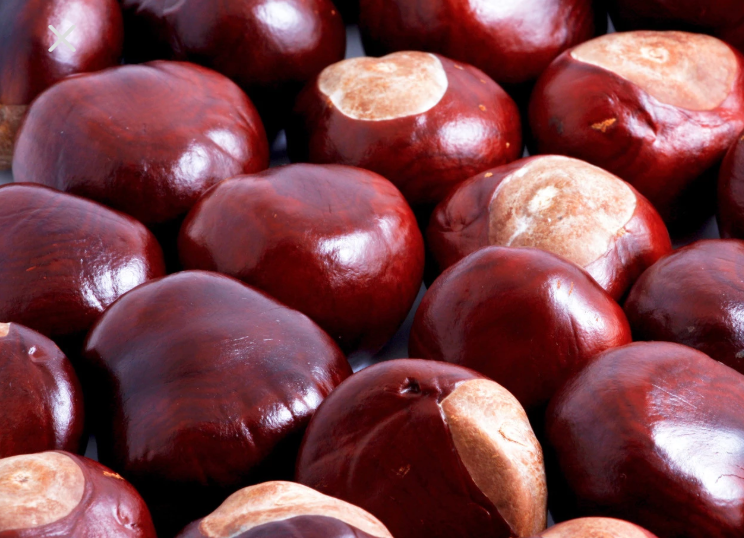 Horse chestnuts from Ukraine