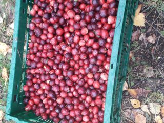 I will sell cranberries
