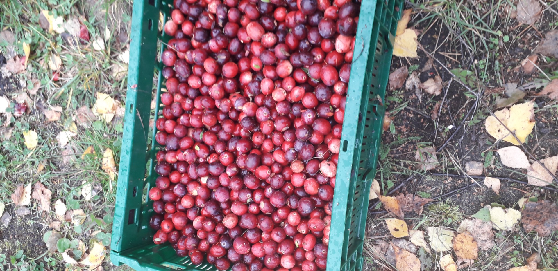 I will sell cranberries