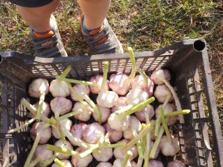 This year's Harnas garlic 45-50 cm