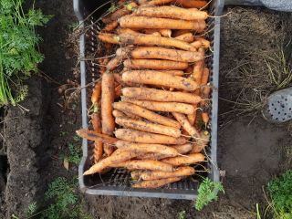 I will sell carrots, nerac, commercial goods 2,5-4