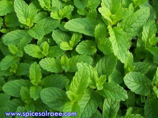 Herbs offer at level of quility, and compitative price.