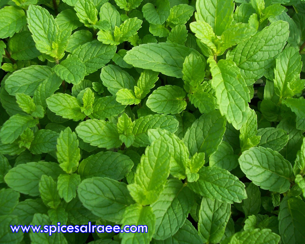 Herbs offer at level of quility, and compitative price